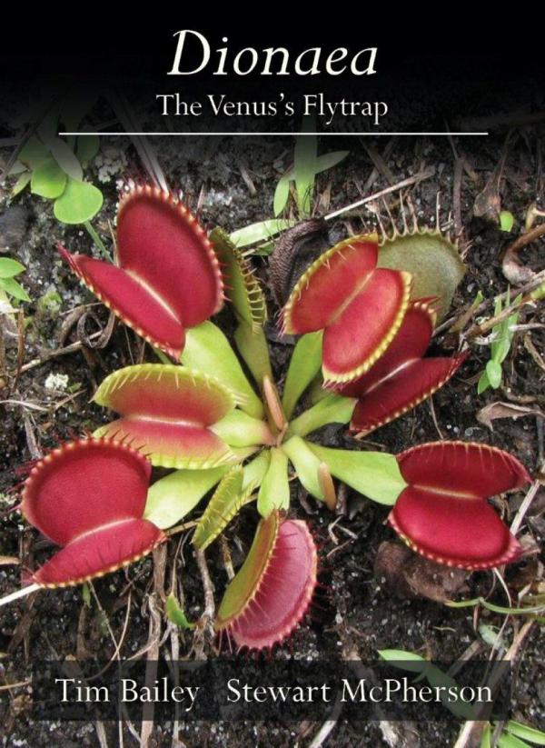 Dionaea The Venus's Flytrap