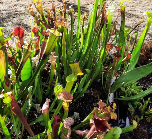 Les espèces, sous-espèces, variétés et les hybrides simples de Sarracenia