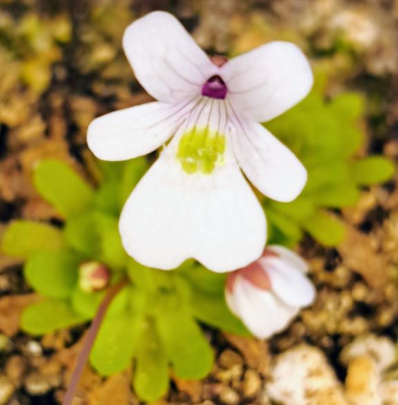 Multiplier les pinguicula mexicaines par bouture de feuilles