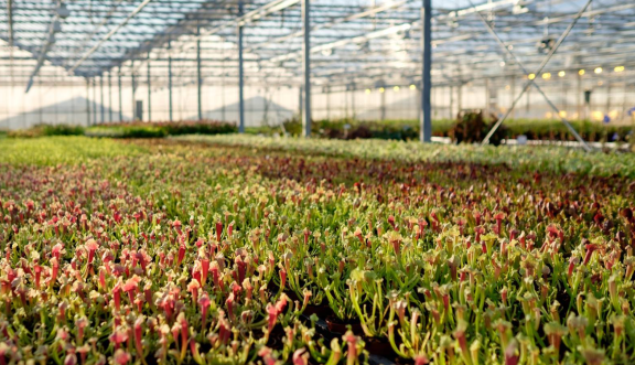 Où acheter des plantes carnivores ?