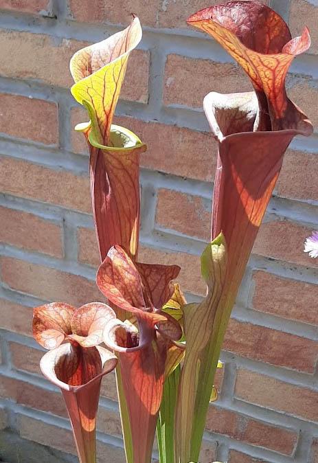 Sarracenia