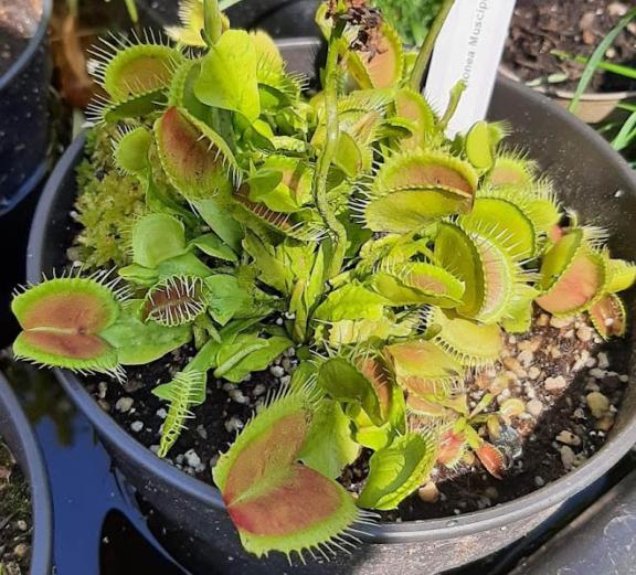 Dionaea