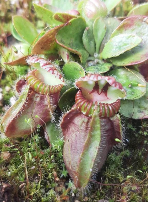 Cephalotus