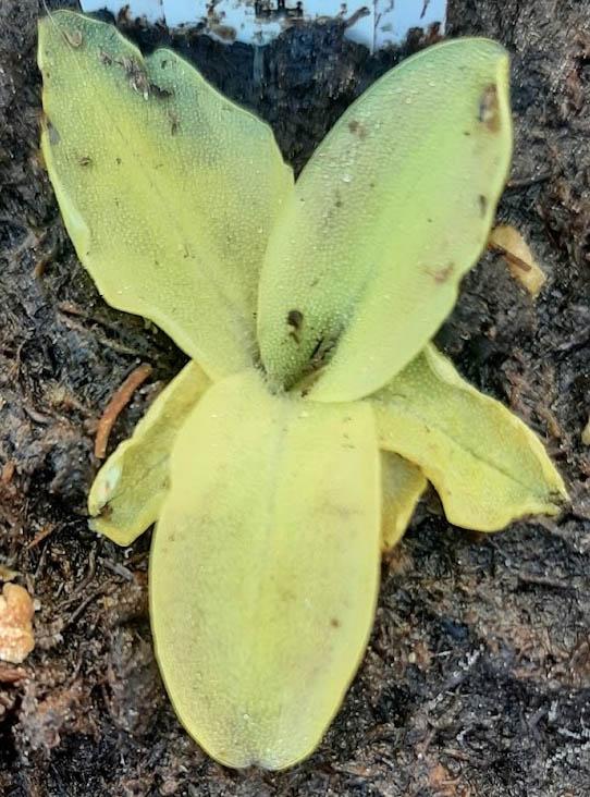 Pinguicula