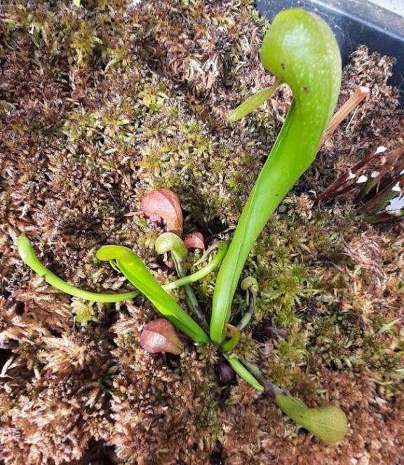 Darlingtonia