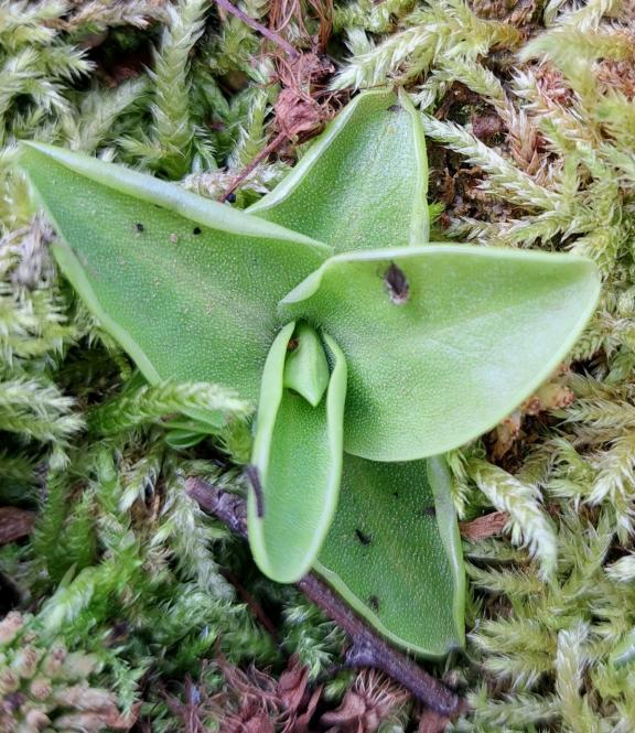 Pinguicula