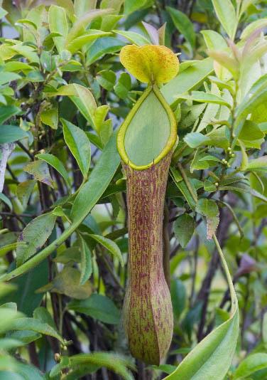 Nepenthes
