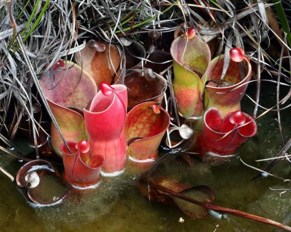 Heliamphora