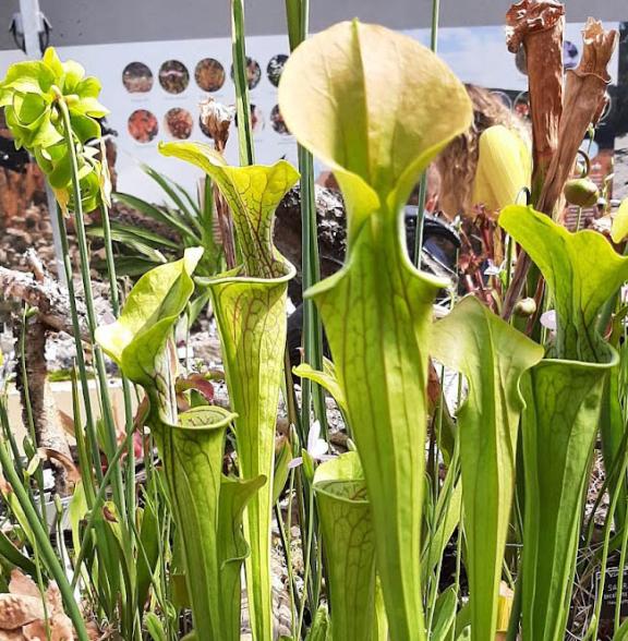 Sarracenia