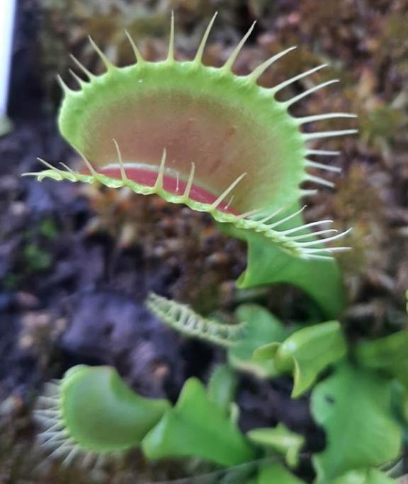 Dionaea