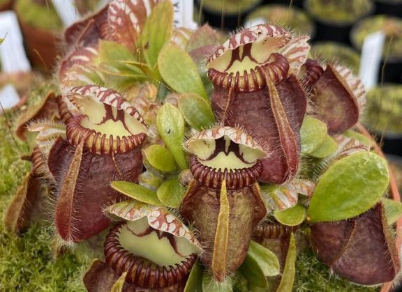 Cephalotus