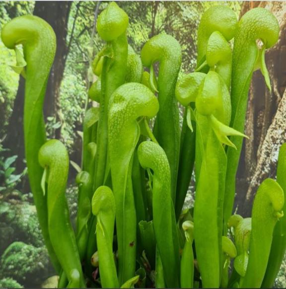 Darlingtonia californica