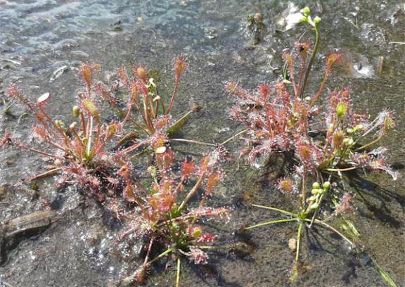 Drosera (climat tempéré)