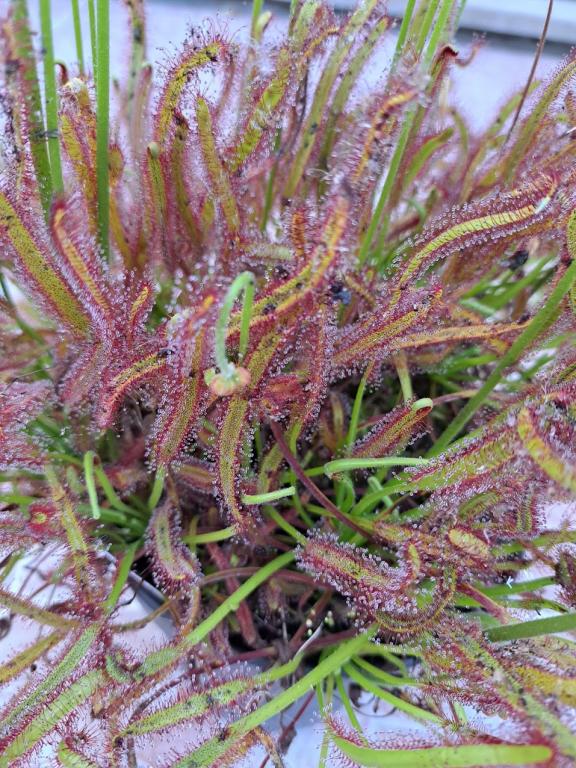 Drosera capensis