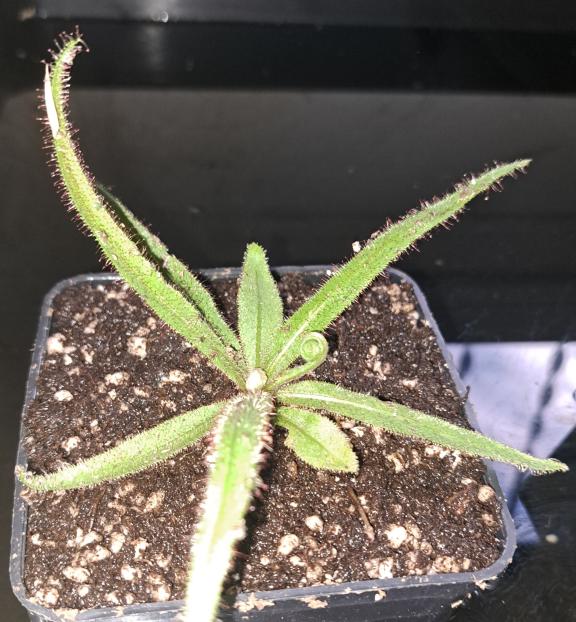 Drosera Adelae