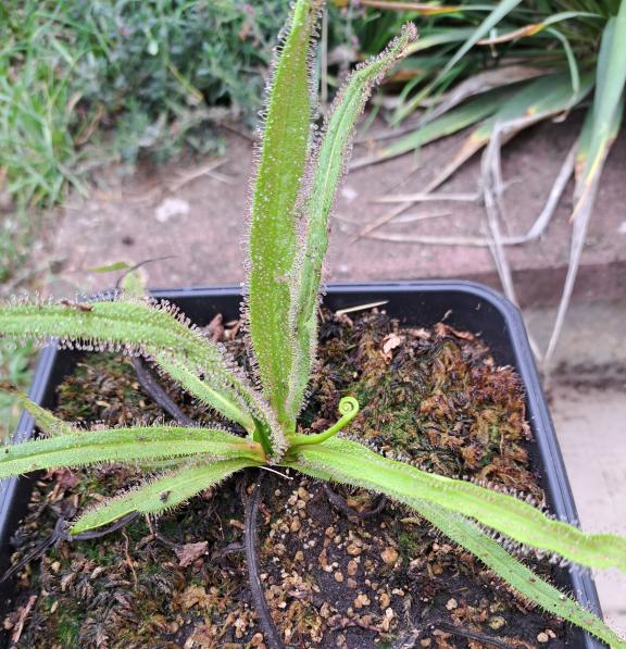 Drosera Regia