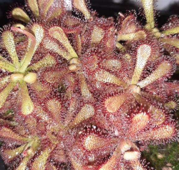 Drosera à rosettes (climat subtropical)