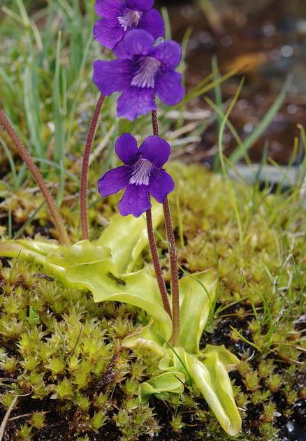 Pinguicula de climat tempéré