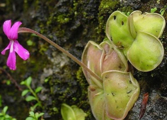 Pinguicula mexicaines (climat tropical)