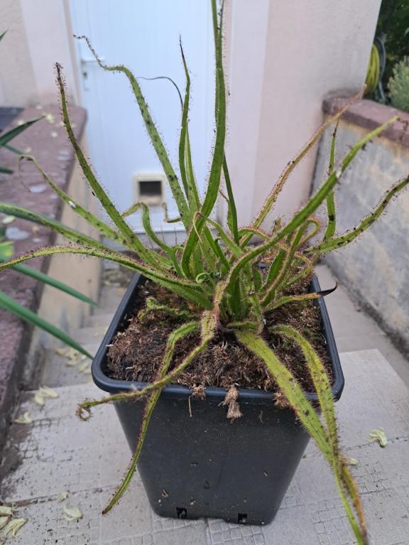 Drosera Regia