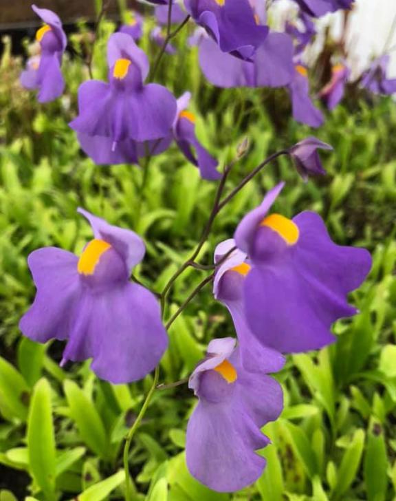 Utricularia épiphyte