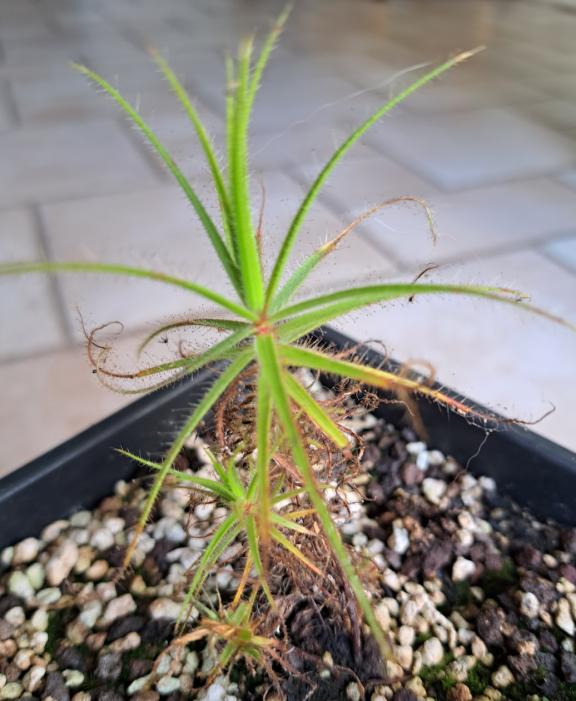 Roridula gorgonias et R. dentata