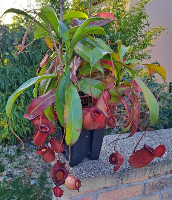 Nepenthes de plaine (Lowland)