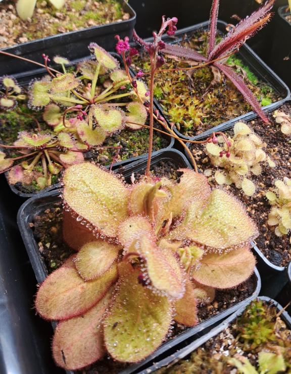 Droséras du Queensland (D. adelae, D. prolifera, D. schizandra)