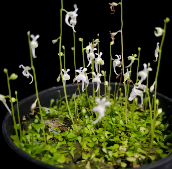 Utricularia terrestre