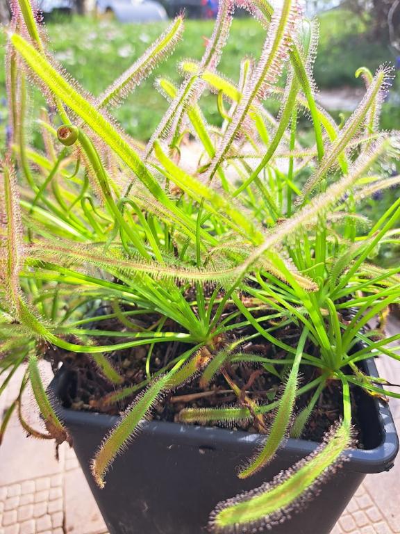 Drosera capensis
