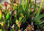 Les espèces, sous-espèces, variétés et les hybrides simples de Sarracenia