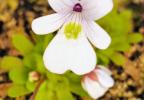 Multiplier les pinguicula mexicaines par bouture de feuilles