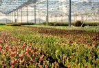 Où acheter des plantes carnivores ?