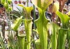 Sarracenia