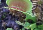 Dionaea