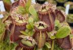 Cephalotus