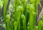 Darlingtonia californica