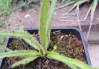 Drosera Regia