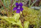 Pinguicula de climat tempéré