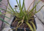 Drosera Regia