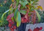 Nepenthes de plaine (Lowland)