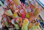Heliamphora
