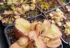 Droséras du Queensland (D. adelae, D. prolifera, D. schizandra)