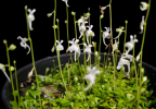 Utricularia terrestre