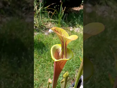 Sarracenia flava var. atropurpurea : capture d'une guêpe