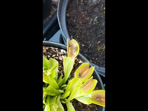 Dionaea muscipula : capture d'une mouche