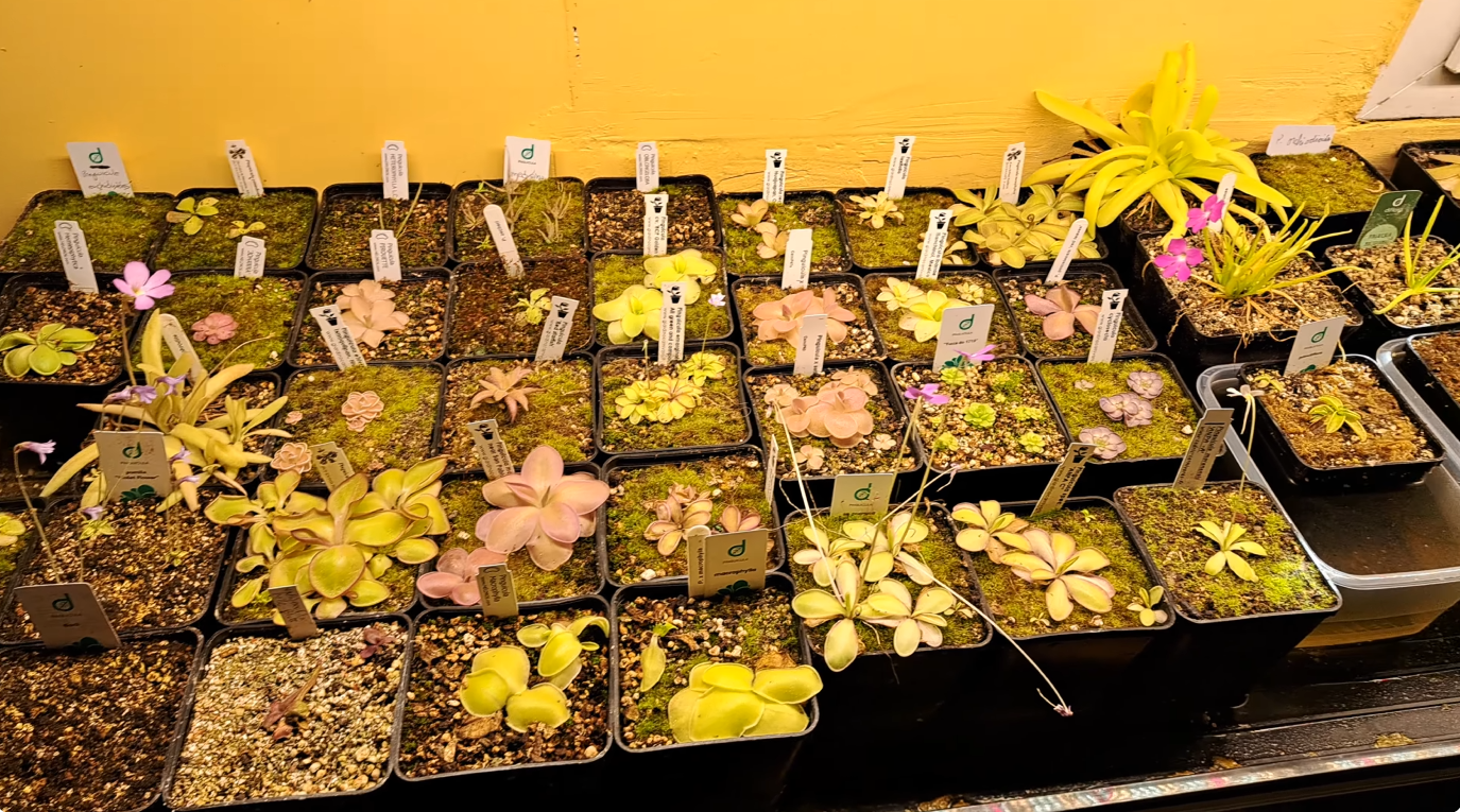 Ma collection de pinguicula mexicaines